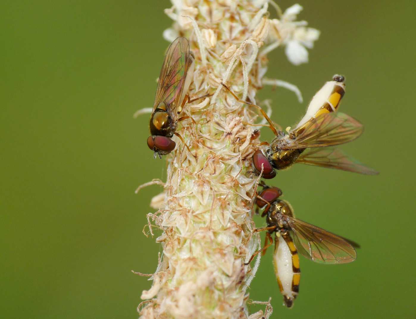 Melanostoma mellinum infettati da Entomophthora muscae .